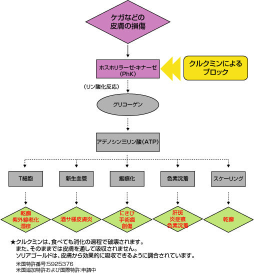 クルクミンによるブロック